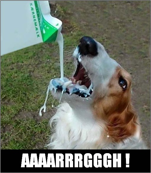 Milky Joy ! | AAAARRRGGGH ! | image tagged in dogs,milk | made w/ Imgflip meme maker
