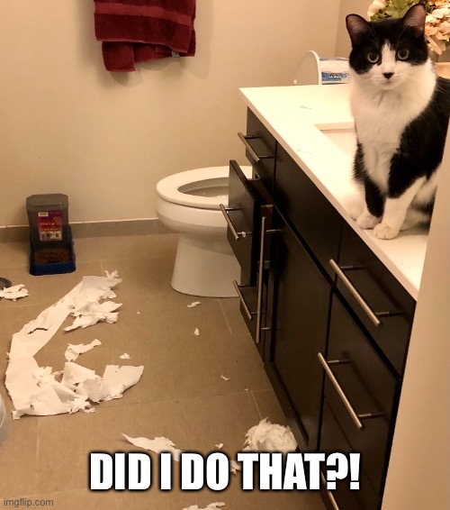 Did I do that? | DID I DO THAT?! | image tagged in cat,cats,funny cats,funny | made w/ Imgflip meme maker