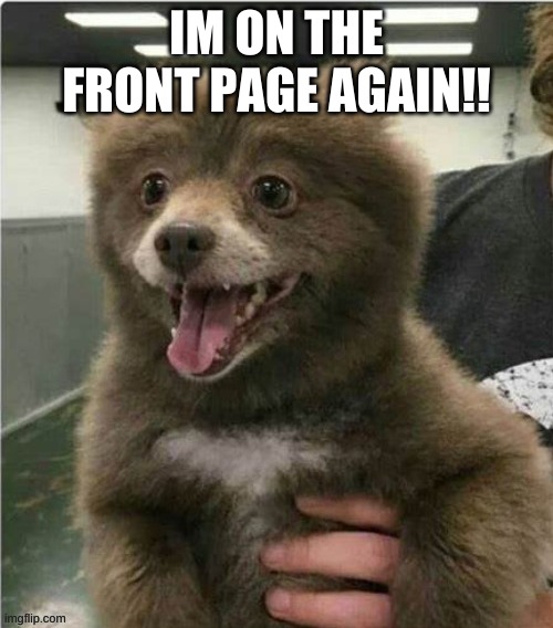 this week has been great for getting points for me | IM ON THE FRONT PAGE AGAIN!! | image tagged in smol bear | made w/ Imgflip meme maker