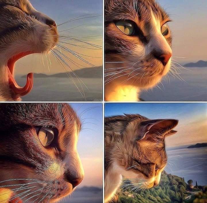 Thinking stages of cat Blank Meme Template
