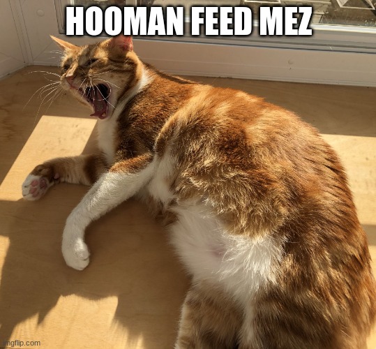 Fat Cat Scream | HOOMAN FEED MEZ | image tagged in fat cat scream | made w/ Imgflip meme maker
