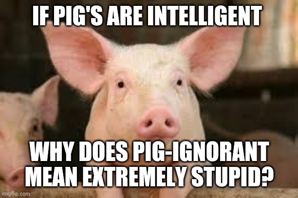 pig | IF PIG'S ARE INTELLIGENT; WHY DOES PIG-IGNORANT MEAN EXTREMELY STUPID? | image tagged in pig,memes | made w/ Imgflip meme maker