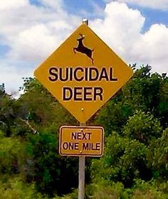 Suicidal Deer??? Blank Meme Template