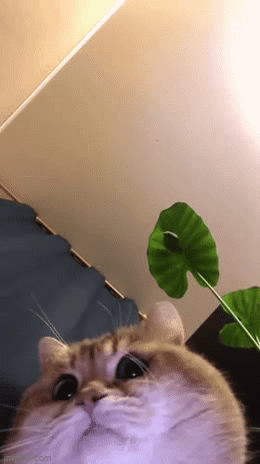 Serious Zooming Cat GIF