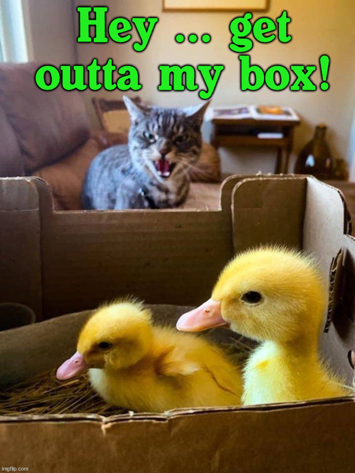Hey ... get outta my box! | image tagged in ducks | made w/ Imgflip meme maker