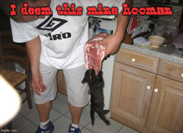 I deem this mine hooman | image tagged in cats | made w/ Imgflip meme maker