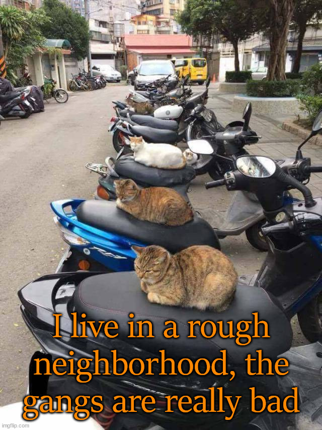 I live in a rough neighborhood, the gangs are really bad | image tagged in cats | made w/ Imgflip meme maker