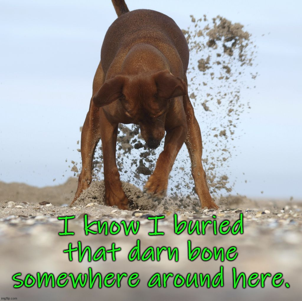 I know I buried that darn bone somewhere around here. | image tagged in dogs | made w/ Imgflip meme maker