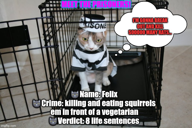Welcome to prison! | MEET THE PRISONERS! I'M GONNA BREAK OUT AND KILL SOOOOO MANY RATS... 🐱Name: Felix 
🐱Crime: killing and eating squirrels 
em in front of a vegetarian
🐱Verdict: 8 life sentences | image tagged in prison cat,prison,cats,killing,squirrel | made w/ Imgflip meme maker