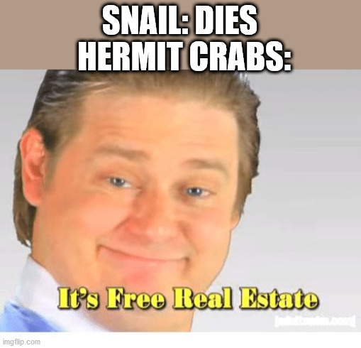 NOTE: reposted with permission. credit to user cobey-kun. | SNAIL: DIES; HERMIT CRABS: | image tagged in it's free real estate,memes,funny | made w/ Imgflip meme maker