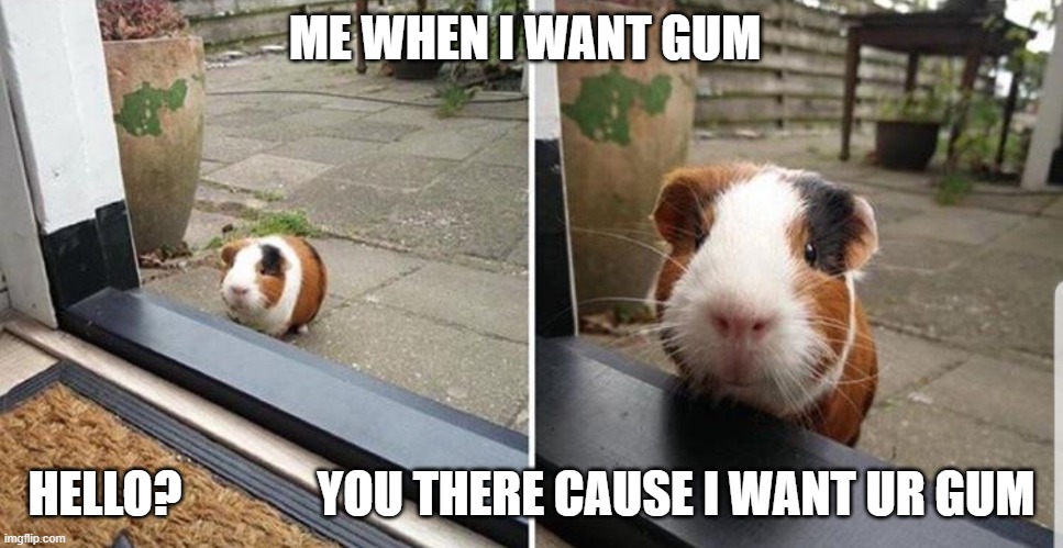 I know you're there... | ME WHEN I WANT GUM; HELLO?              YOU THERE CAUSE I WANT UR GUM | image tagged in i know you're there | made w/ Imgflip meme maker