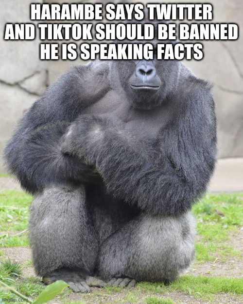 AIGHT YALL GET 2 HARAMBES TODAY! | HARAMBE SAYS TWITTER AND TIKTOK SHOULD BE BANNED
HE IS SPEAKING FACTS | image tagged in harambe | made w/ Imgflip meme maker