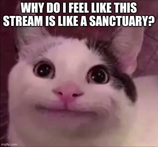 Awkward Smile Cat | WHY DO I FEEL LIKE THIS STREAM IS LIKE A SANCTUARY? | image tagged in awkward smile cat | made w/ Imgflip meme maker