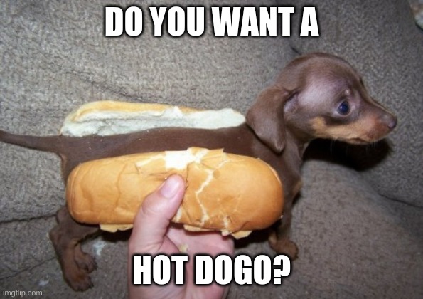 dogo | DO YOU WANT A; HOT DOGO? | image tagged in cute,doge,hahahaha | made w/ Imgflip meme maker