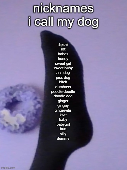 nicknames i call my dog; dipshit
rat
babes
honey
sweet girl
sweet baby
ass dog
piss dog
bitch
dumbass
poodle doodle
doodle dog
ginger
gingey
gingervitis
love
baby
babygirl
hun
silly
dummy | image tagged in perhaps rose's foot | made w/ Imgflip meme maker