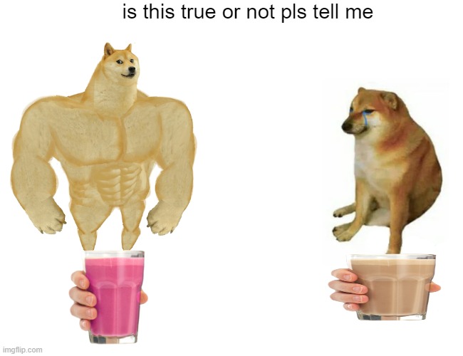 plstell me | is this true or not pls tell me | image tagged in memes,buff doge vs cheems | made w/ Imgflip meme maker