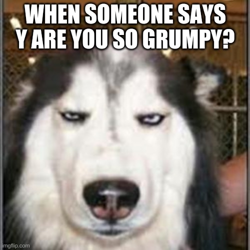 original pissed off husky | WHEN SOMEONE SAYS Y ARE YOU SO GRUMPY? | image tagged in original pissed off husky | made w/ Imgflip meme maker