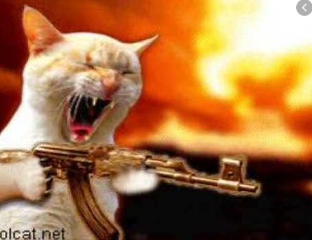 High Quality mad war cat Blank Meme Template