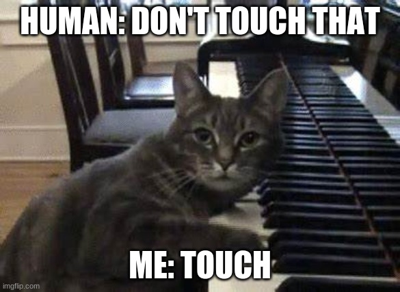 HUMAN: DON'T TOUCH THAT; ME: TOUCH | image tagged in funny cat memes | made w/ Imgflip meme maker