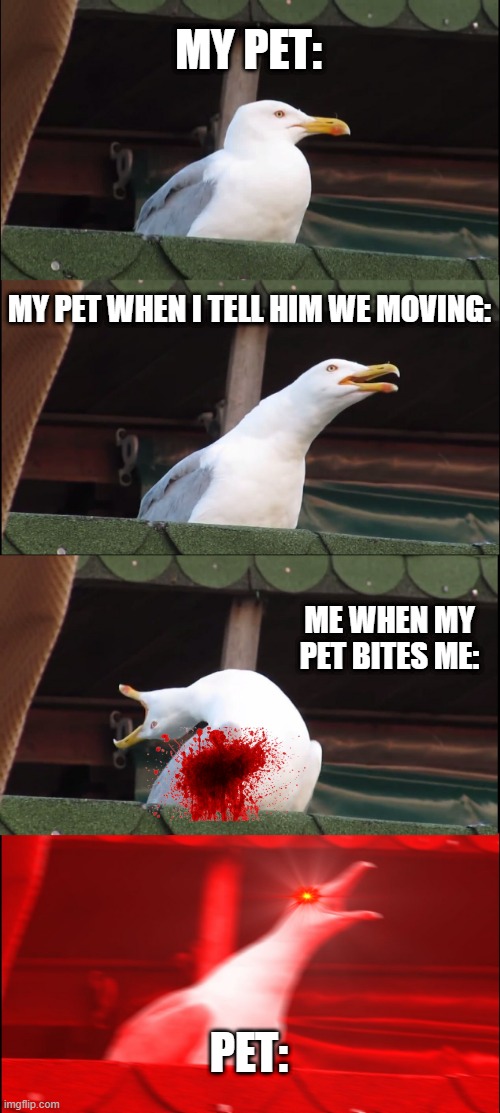 Inhaling Seagull | MY PET:; MY PET WHEN I TELL HIM WE MOVING:; ME WHEN MY PET BITES ME:; PET: | image tagged in memes,inhaling seagull | made w/ Imgflip meme maker