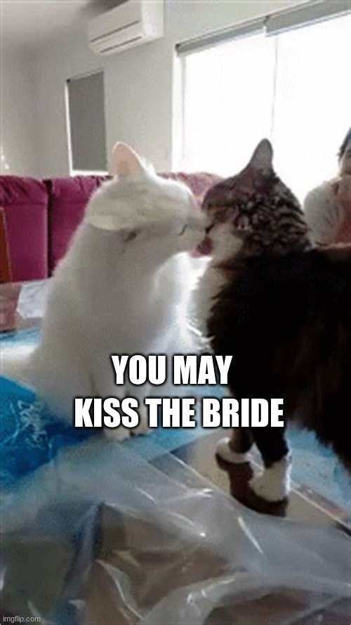 KISS THE BRIDE; YOU MAY | image tagged in cute cats | made w/ Imgflip meme maker