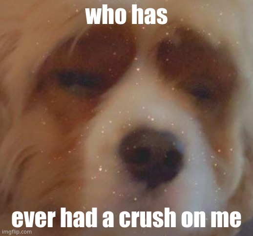 trend go brrrr | who has; ever had a crush on me | image tagged in narwhal doge | made w/ Imgflip meme maker