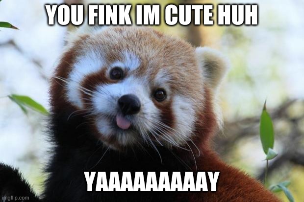 red panda | YOU FINK IM CUTE HUH; YAAAAAAAAAY | image tagged in red panda | made w/ Imgflip meme maker