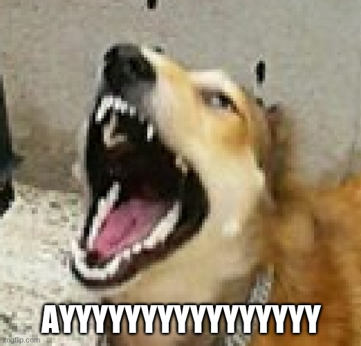 ayyy doge | AYYYYYYYYYYYYYYYY | image tagged in ayyy doge | made w/ Imgflip meme maker