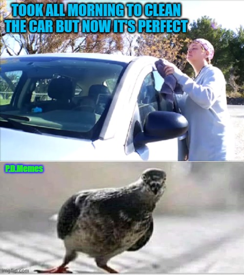 TOOK ALL MORNING TO CLEAN THE CAR BUT NOW IT'S PERFECT; P.D.Memes | image tagged in cars,car wash,funny memes,memes,pigeon,cleaning | made w/ Imgflip meme maker