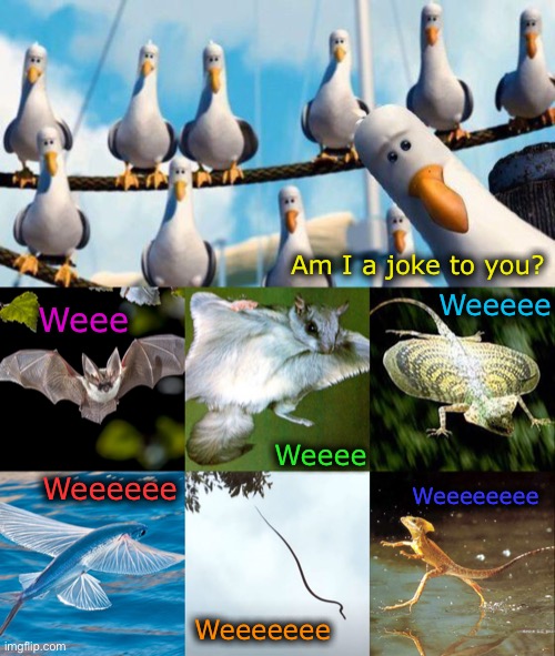 Unusual animals am I a joke to you | Am I a joke to you? Weeeee; Weee; Weeee; Weeeeee; Weeeeeeee; Weeeeeee | image tagged in nemo birds,flying animals and tread water | made w/ Imgflip meme maker