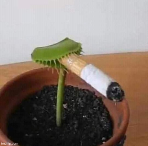 Smoking flytrap | image tagged in smoking flytrap | made w/ Imgflip meme maker