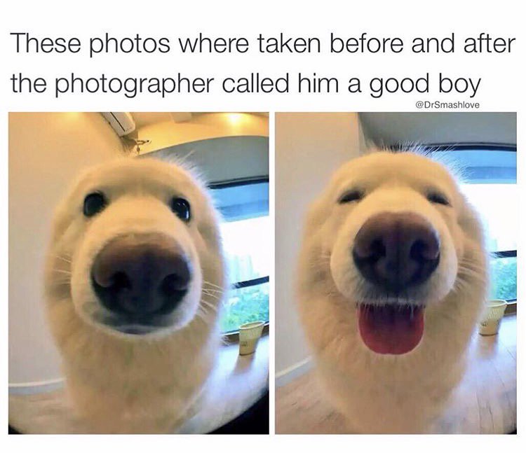 High Quality Good boy before and after Blank Meme Template