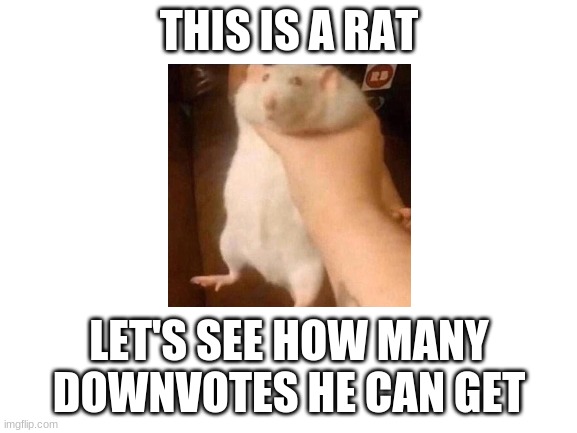 New trend! its upvote begging, but reverse! downvote begging! do not upvote this!!! | THIS IS A RAT; LET'S SEE HOW MANY DOWNVOTES HE CAN GET | image tagged in blank white template | made w/ Imgflip meme maker