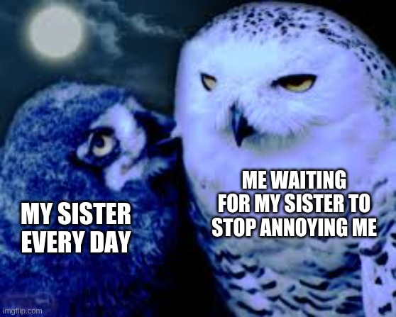 annoying owl | ME WAITING FOR MY SISTER TO STOP ANNOYING ME; MY SISTER EVERY DAY | image tagged in cute animals | made w/ Imgflip meme maker