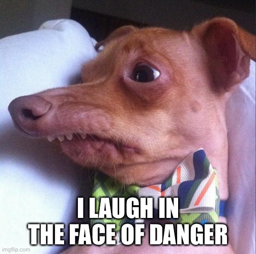 Tuna the dog (Phteven) | I LAUGH IN THE FACE OF DANGER | image tagged in tuna the dog phteven | made w/ Imgflip meme maker