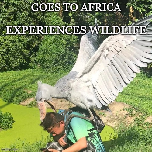 Tourism in a 3rd world country be like | image tagged in uganda,tourism,animal,animal a,funny animals,bird | made w/ Imgflip meme maker
