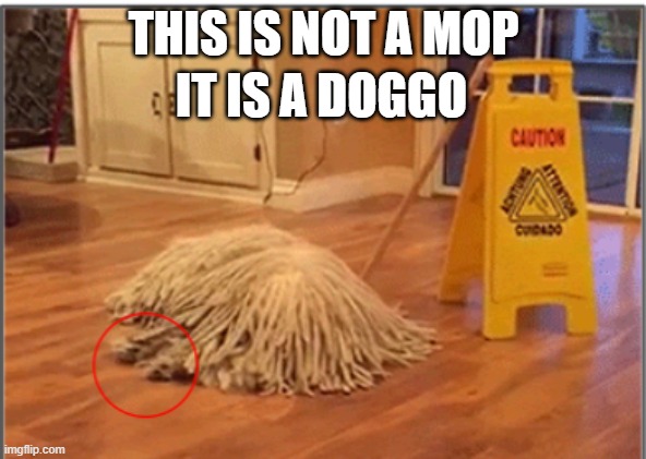 mop? | THIS IS NOT A MOP; IT IS A DOGGO | image tagged in doggo | made w/ Imgflip meme maker