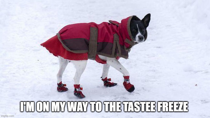 Cold Dog | I'M ON MY WAY TO THE TASTEE FREEZE | image tagged in cold dog | made w/ Imgflip meme maker