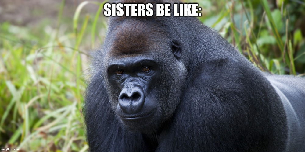 gorrilaa | SISTERS BE LIKE: | image tagged in gorrilaa | made w/ Imgflip meme maker