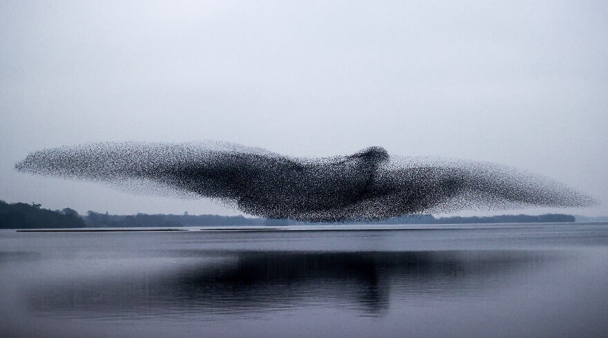 Flock of Starlings. Photo credit: James Crombie | image tagged in awesome,pics,photography | made w/ Imgflip meme maker