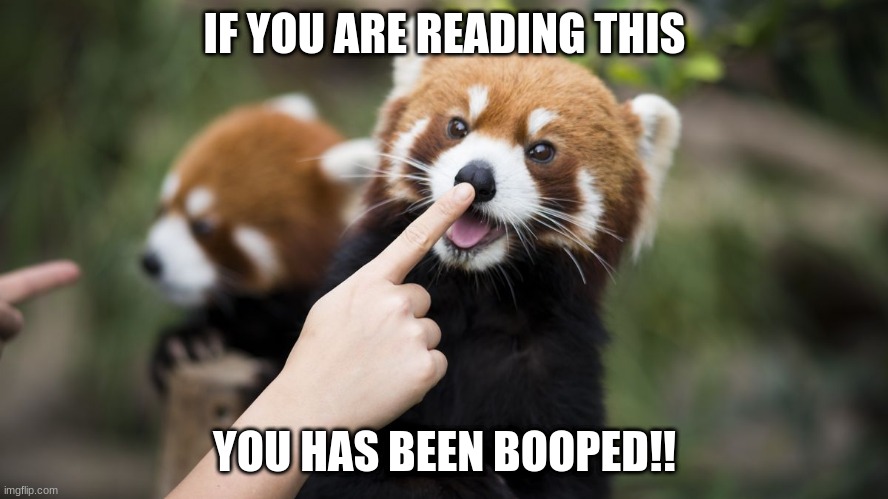 GET BOOPED | IF YOU ARE READING THIS; YOU HAS BEEN BOOPED!! | image tagged in boop,cute,owo | made w/ Imgflip meme maker