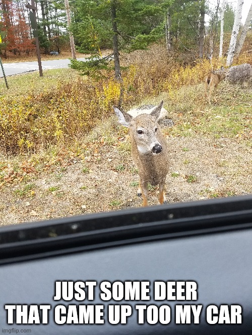 Also hai im new here ^w^ | JUST SOME DEER THAT CAME UP TOO MY CAR | made w/ Imgflip meme maker