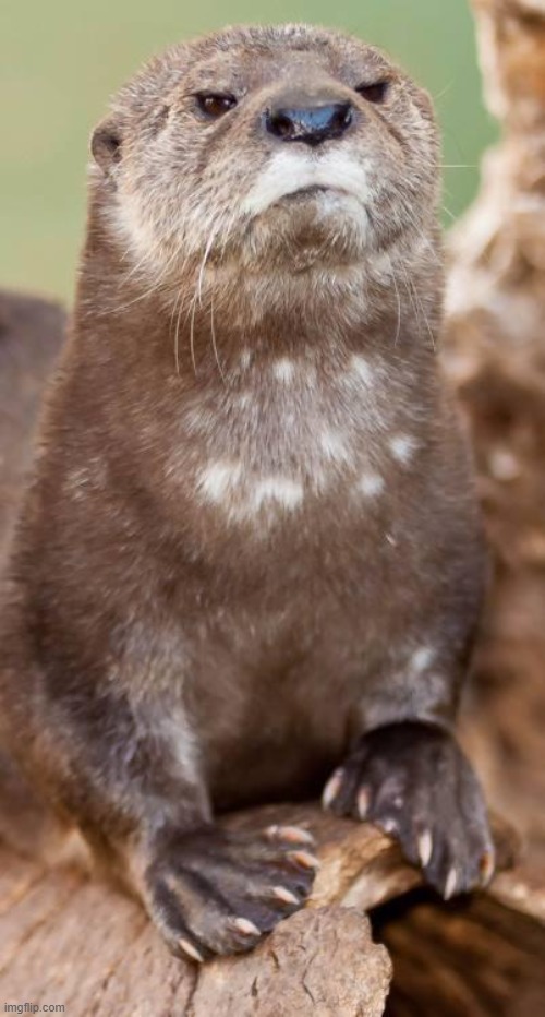 Disapproving Otter | image tagged in disapproving otter | made w/ Imgflip meme maker