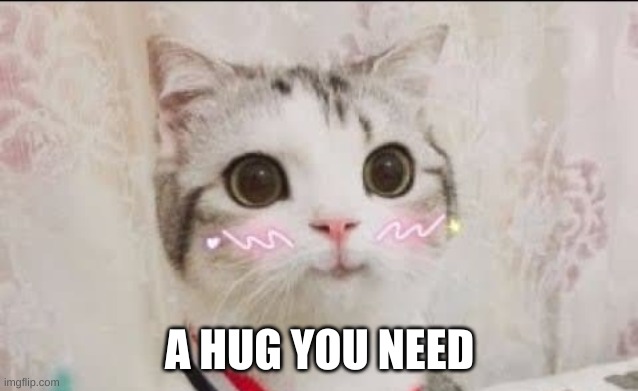 cute cat uwu | A HUG YOU NEED | image tagged in cute cat uwu | made w/ Imgflip meme maker