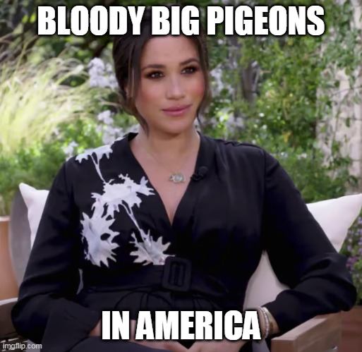 BLOODY BIG PIGEONS; IN AMERICA | image tagged in meghan markle | made w/ Imgflip meme maker