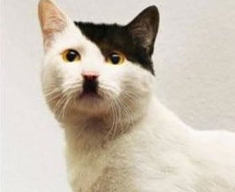 Hitler cat says Blank Meme Template