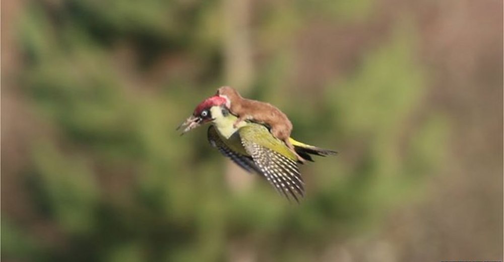 Weasel riding on woodpecker's back Blank Meme Template