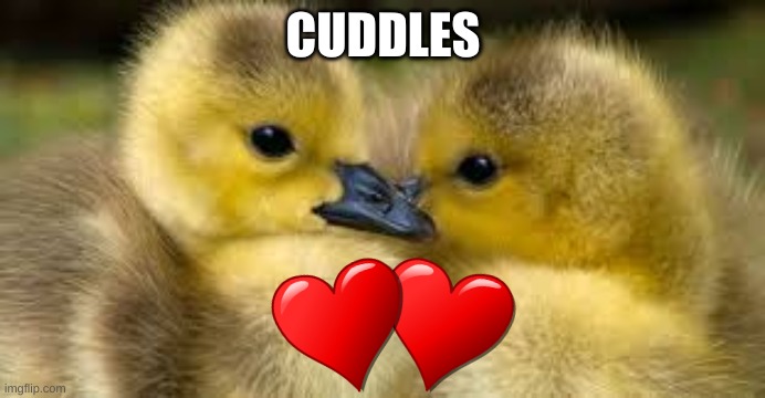 CUDDLES | image tagged in ducks,cuddles | made w/ Imgflip meme maker