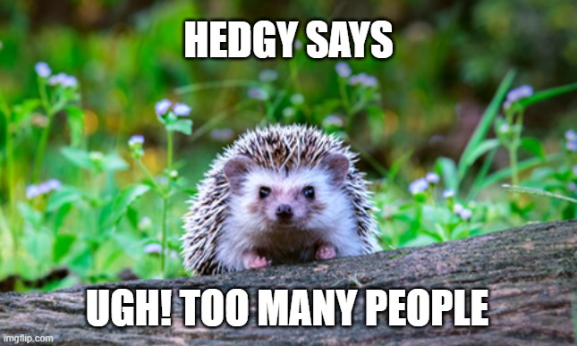 Too Many People | HEDGY SAYS; UGH! TOO MANY PEOPLE | image tagged in hedgehog | made w/ Imgflip meme maker