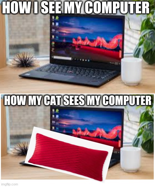 HOW I SEE MY COMPUTER; HOW MY CAT SEES MY COMPUTER | image tagged in memes,cats | made w/ Imgflip meme maker